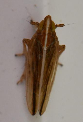 Réf. 290 379 : Stenocranus sp.